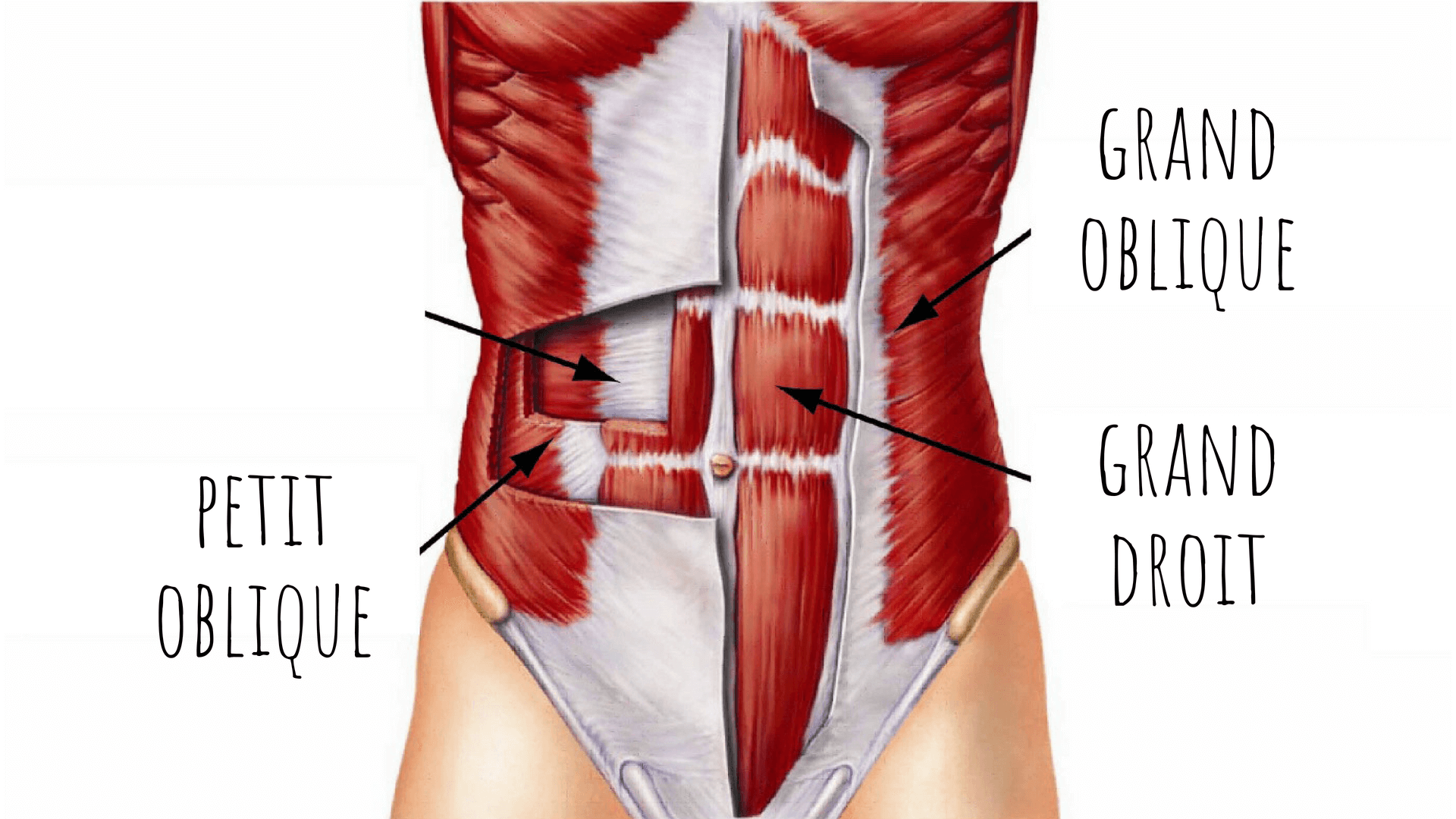 Quel muscle renforcer pour avoir un ventre plat