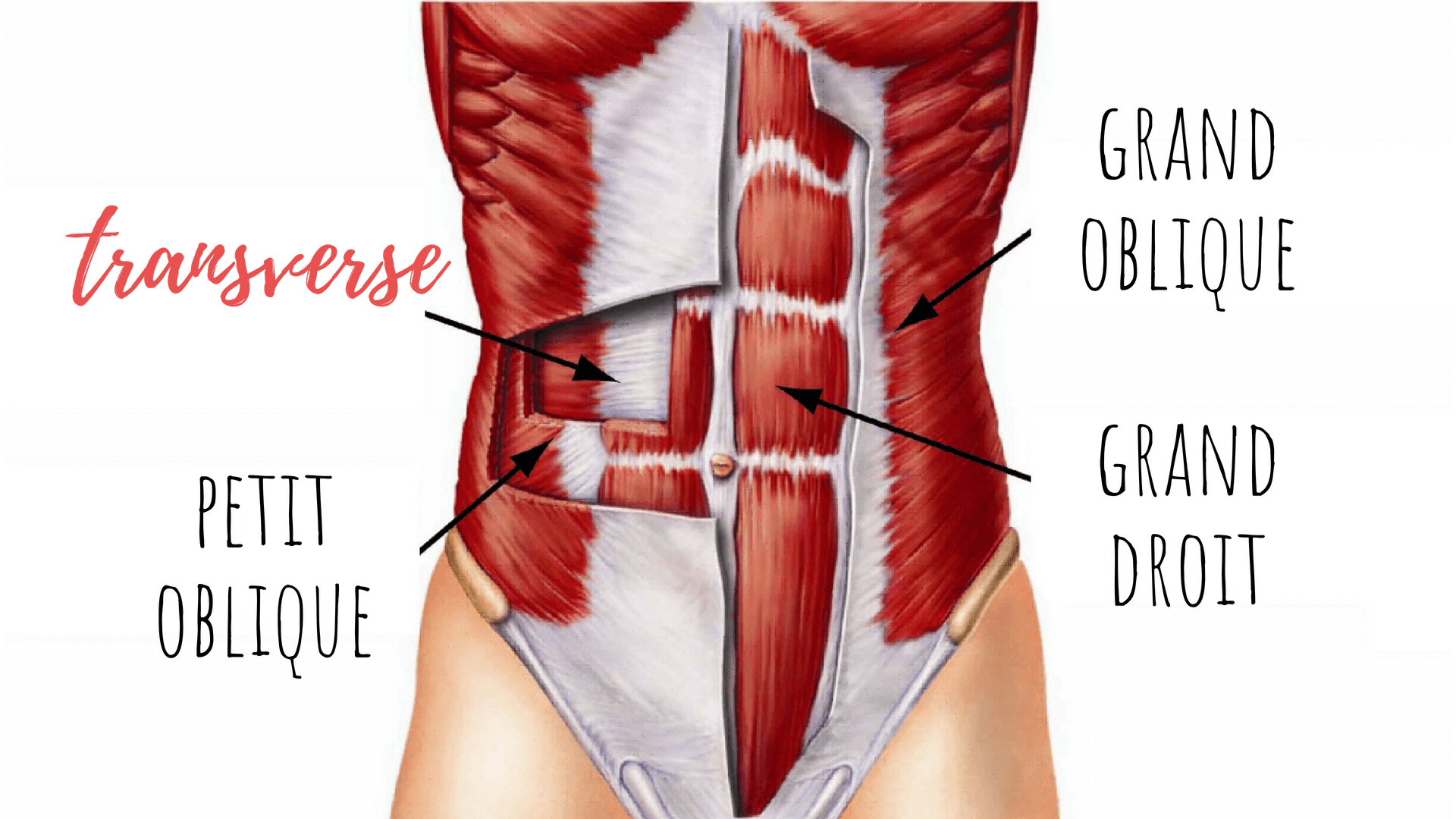 Quel muscle renforcer pour avoir un ventre plat